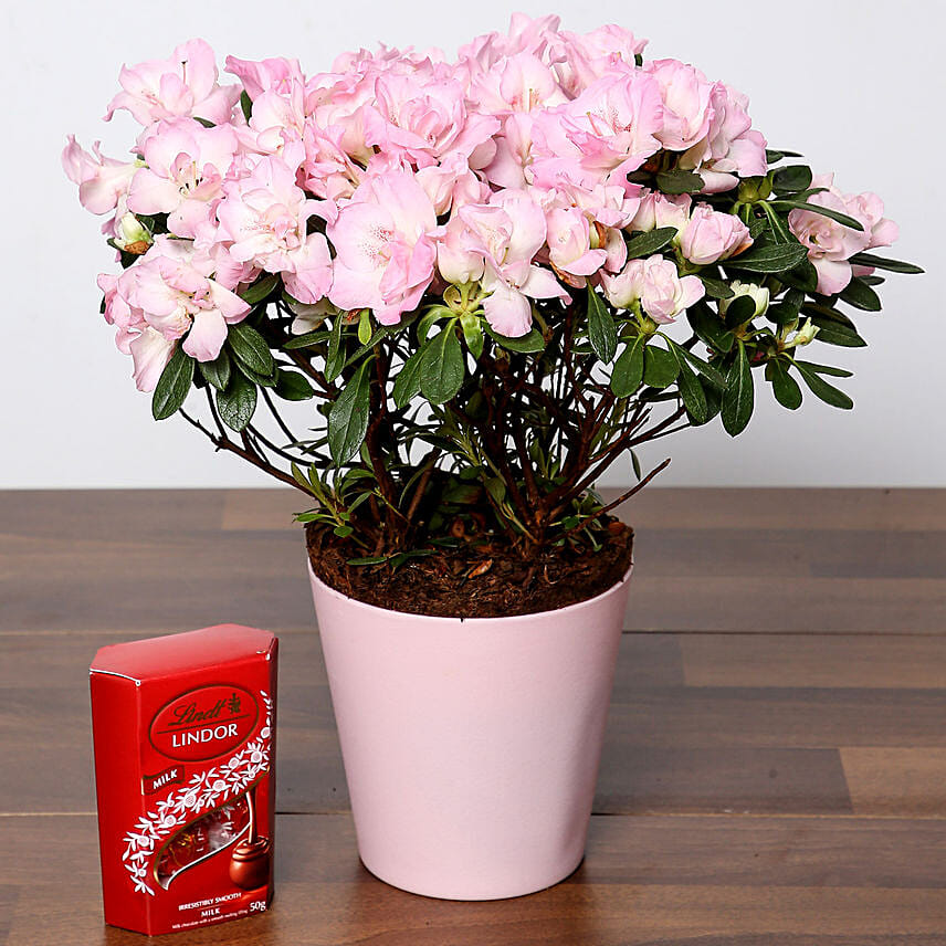 Beautiful Pink Azalea Plant and Lindt Truffles