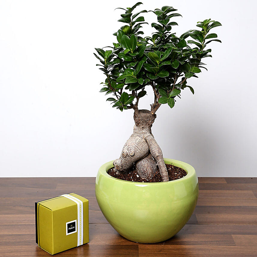 Bonsai Plant In Green Pot and Patchi Chocolates