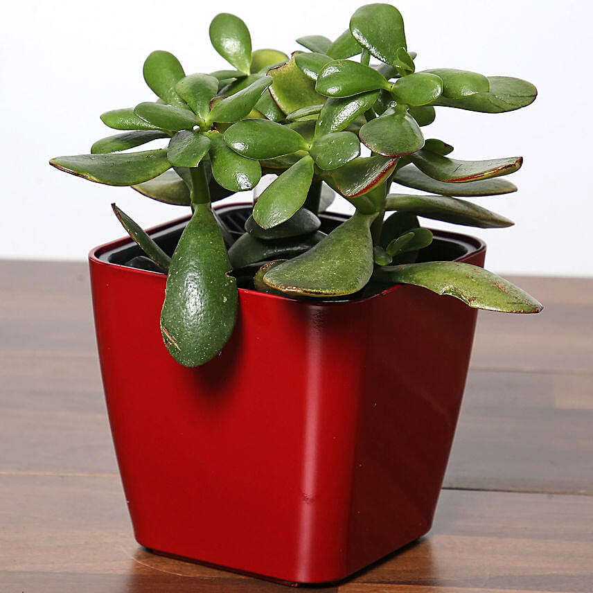 Crassula Plant In Red Pot