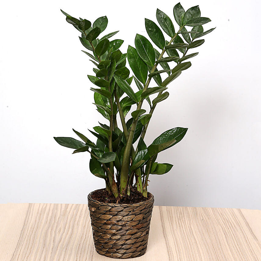 Green Zamia Plant