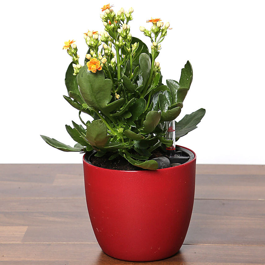 Orange Kalanchoe Plant In Red Pot