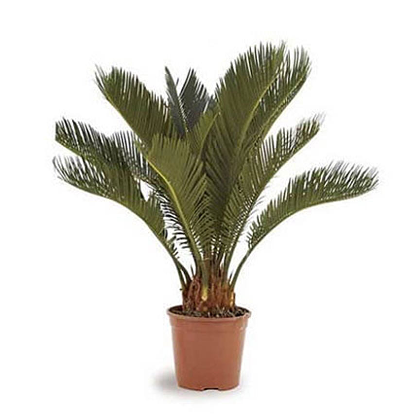 Cycas Plant