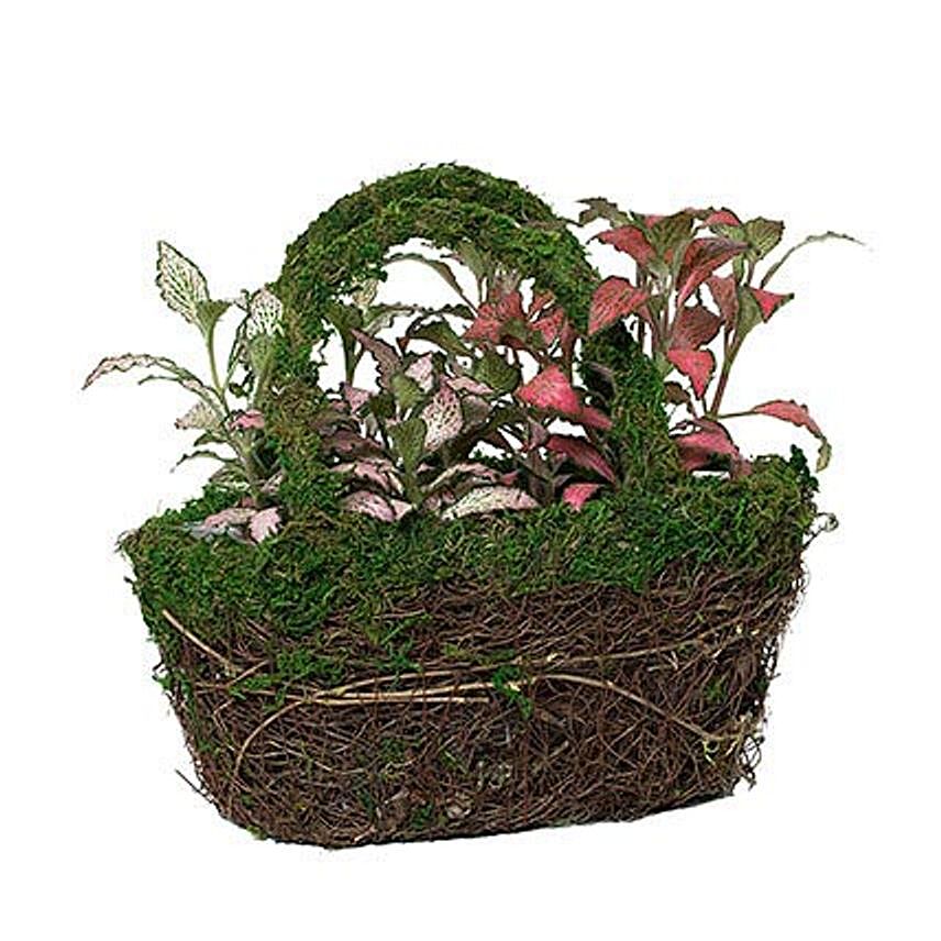 Designer Hand Basket Fittonia Plant