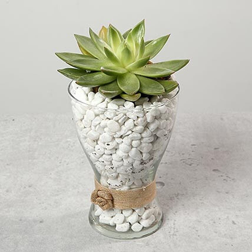 Green Echeveria with Stones in Glass Vase