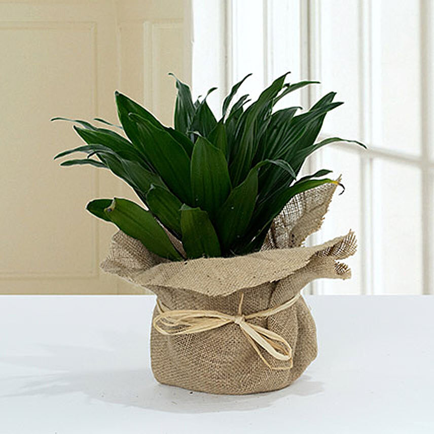Green Elegance in Jute Wrapping Pot