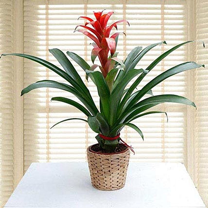 Guzmania Ecstasy