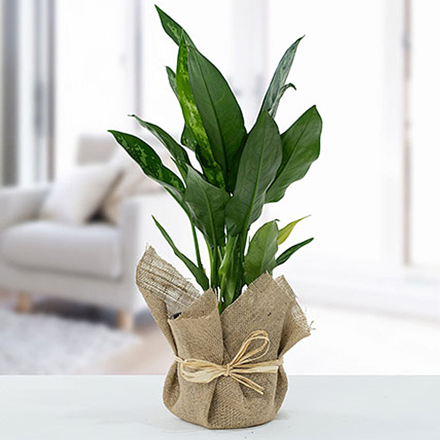 Jute Wrapped Aglaonema Plant