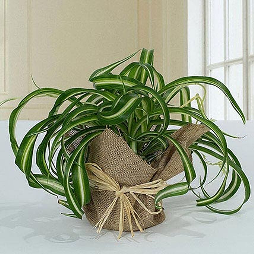 Jute Wrapped Green Wonder