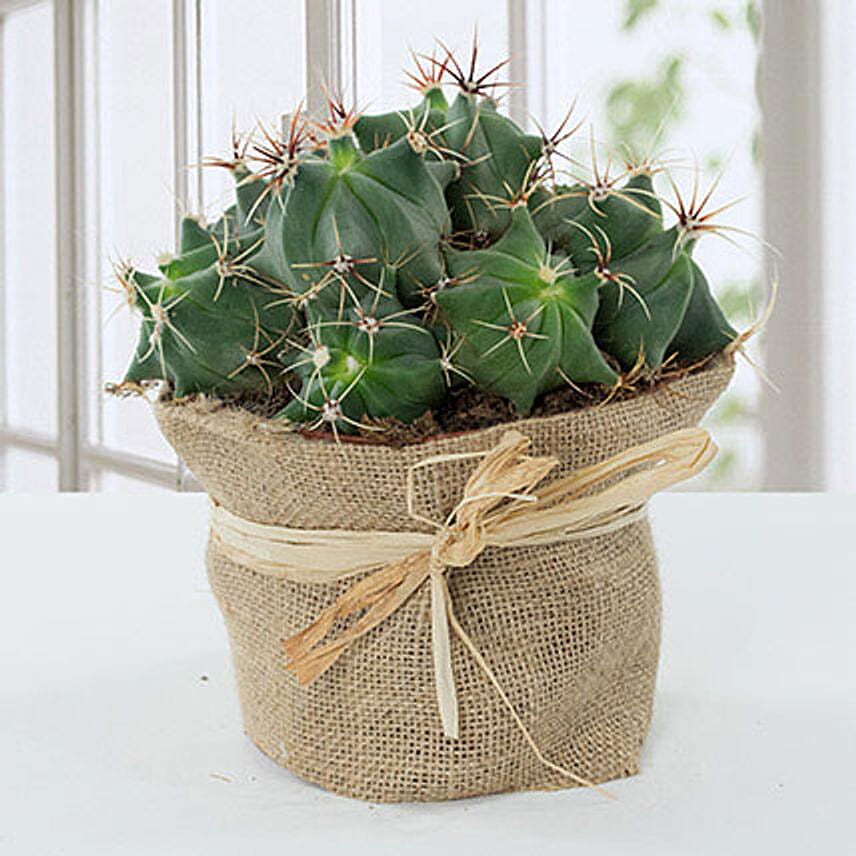 Lovely Cactus in Jute Wrapped Pot