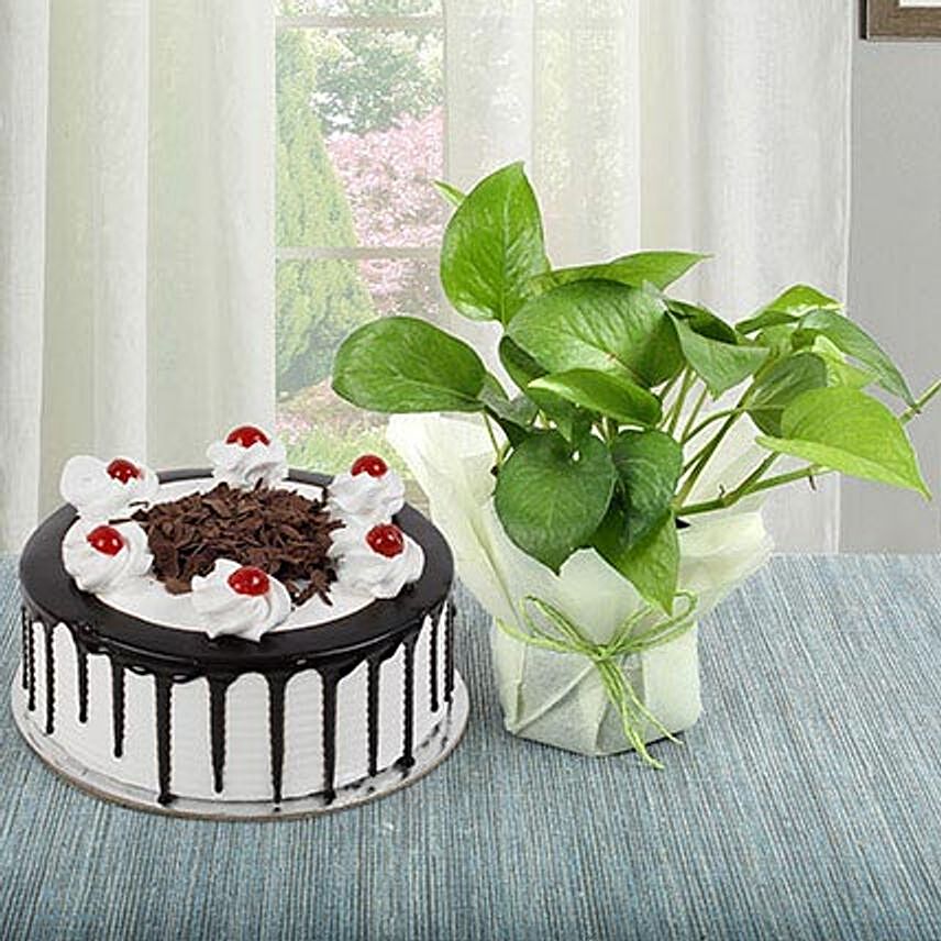 Money Plant and Blackforest Cake Combo