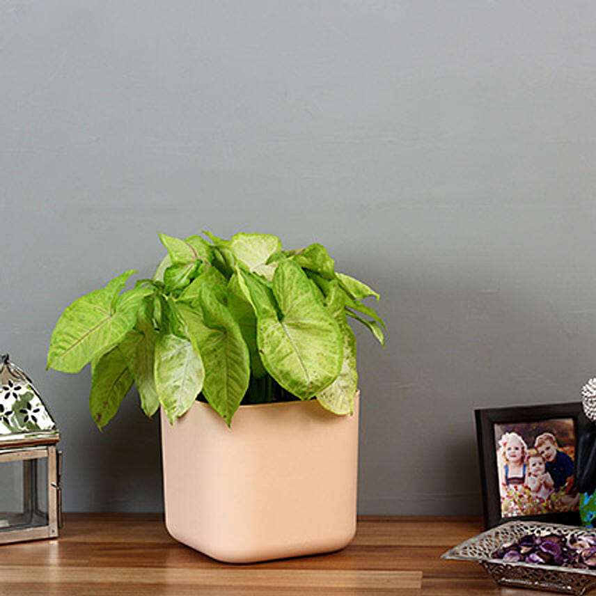 Syngonium Plant in White Plastic Pot