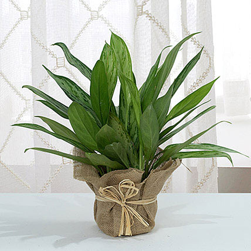 Aglaonema Jute Wrapping Pot