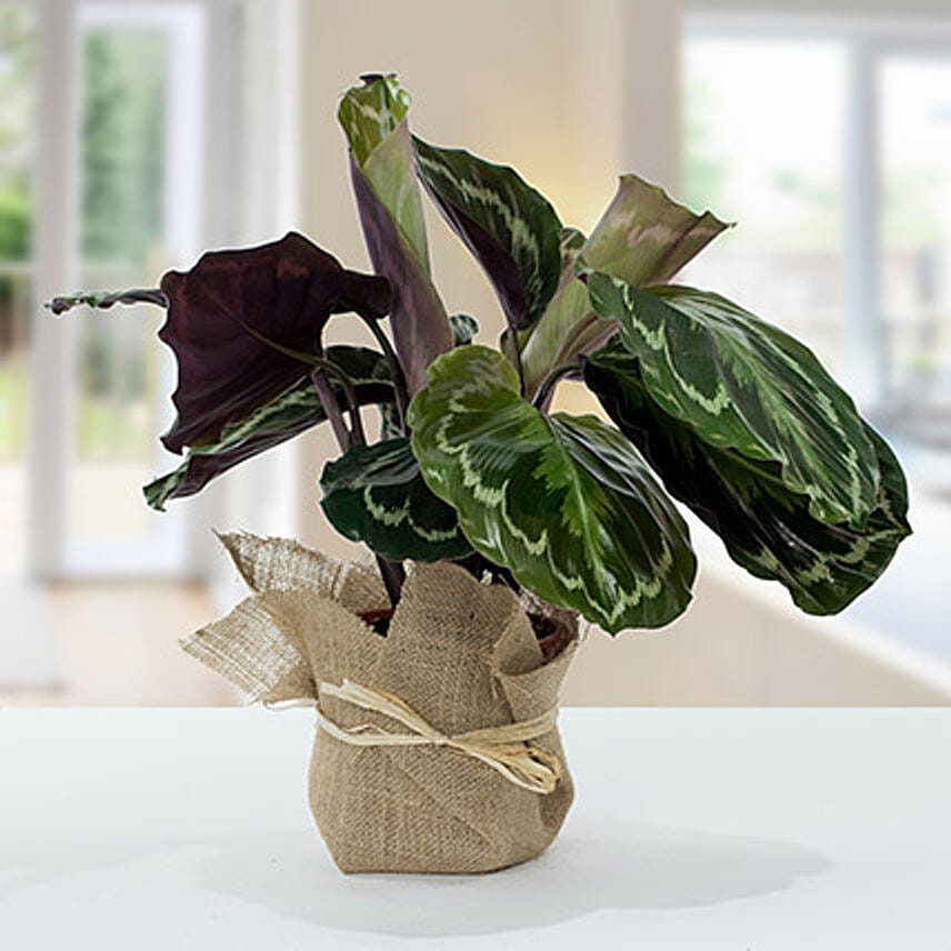 Calathea Plant with Jute Wrapping Pot