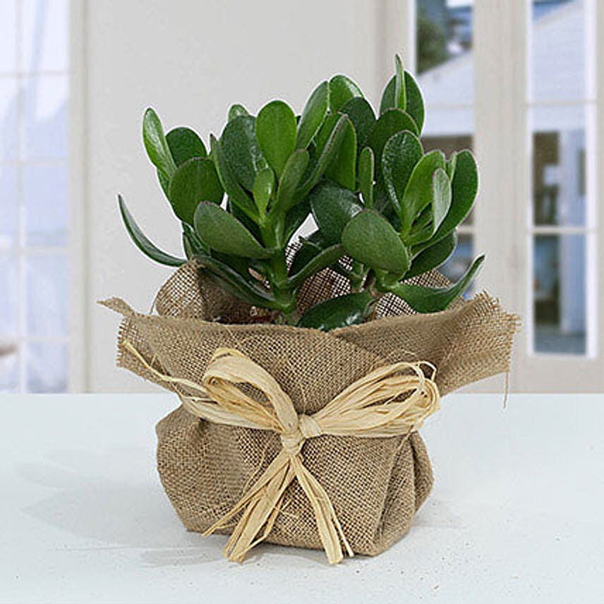 Classic Crassula in Jute Wrapping Pot