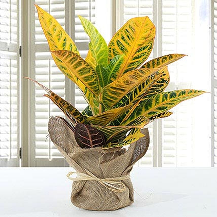 Codiaeum Petra Plant with Jute Wrapped Pot