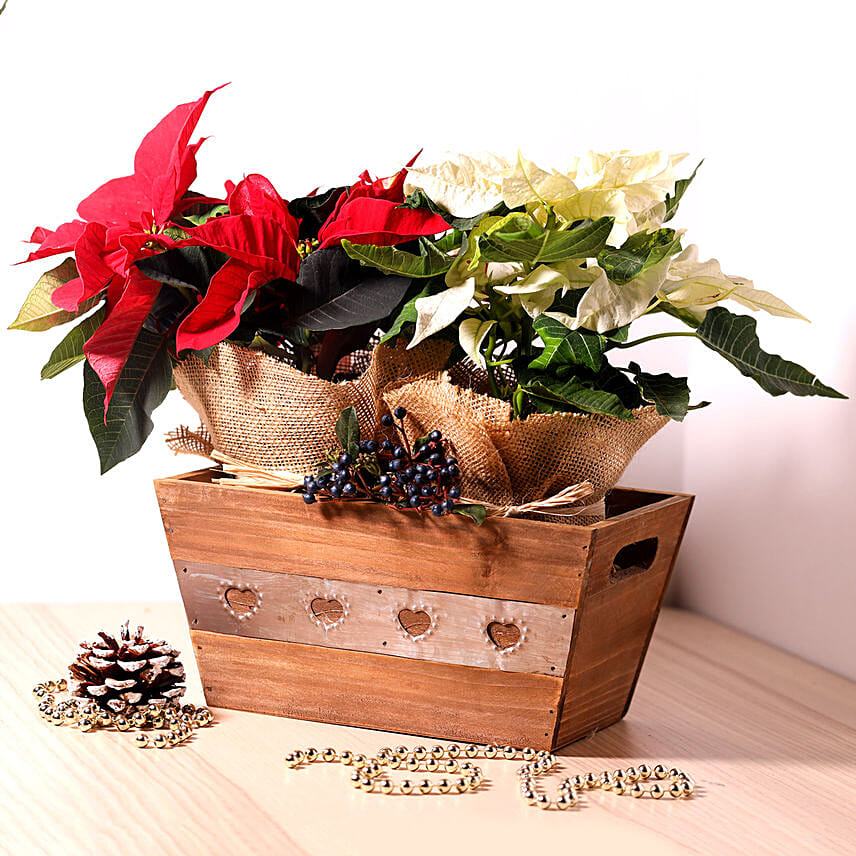 Red And White Poinsettia Plant