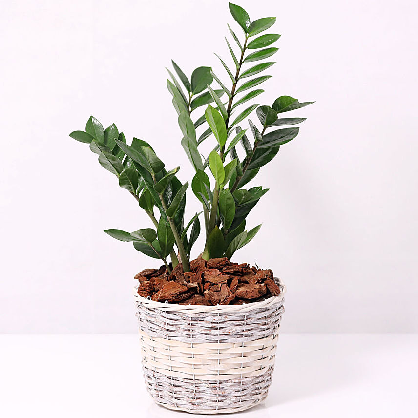 Zamia Plant in a Basket