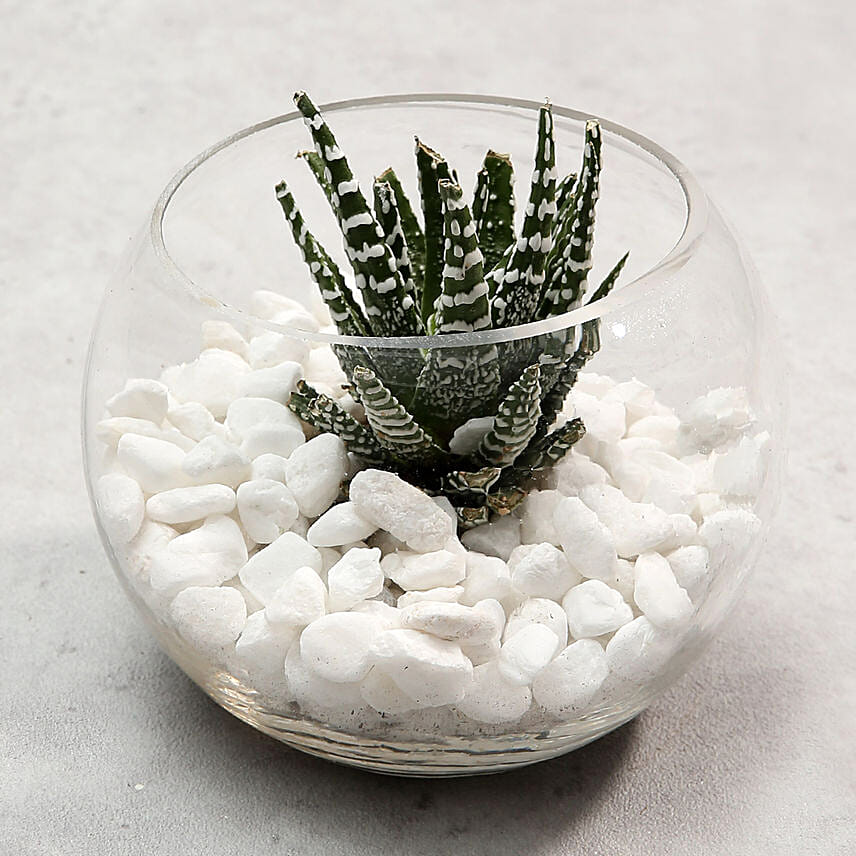 Haworthia in Fish Bowl