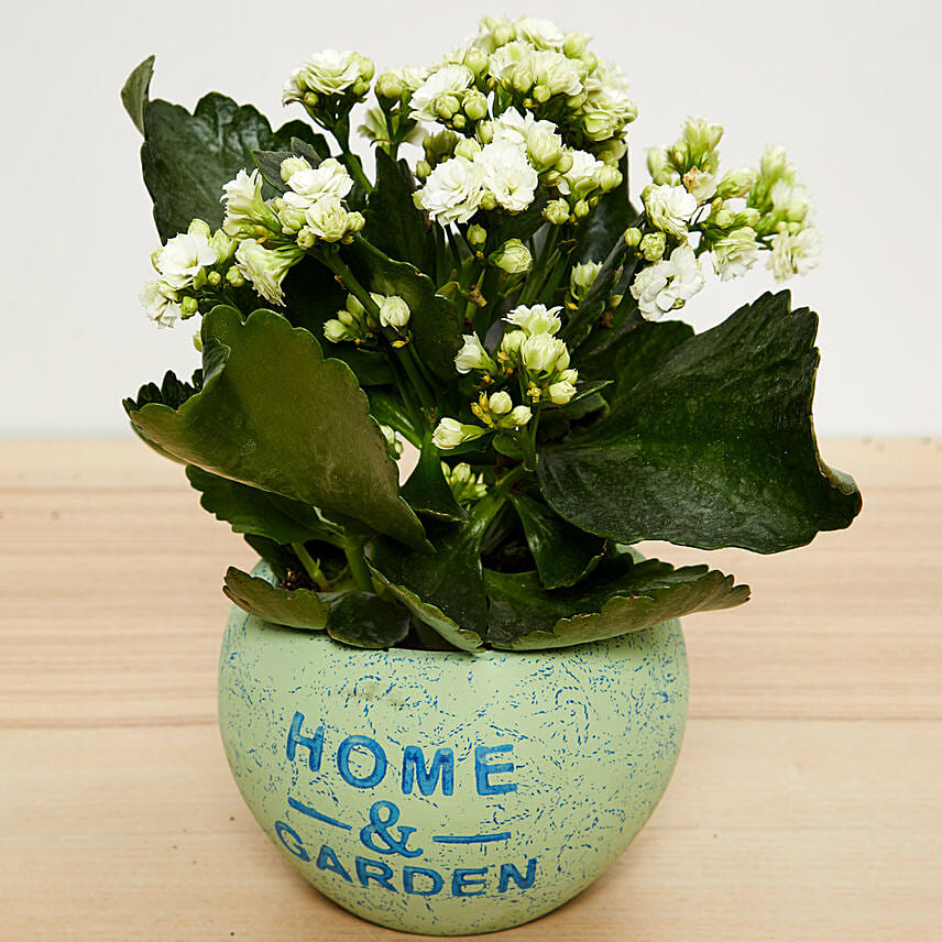 White Kalanchoe Plant In Beautiful Pot