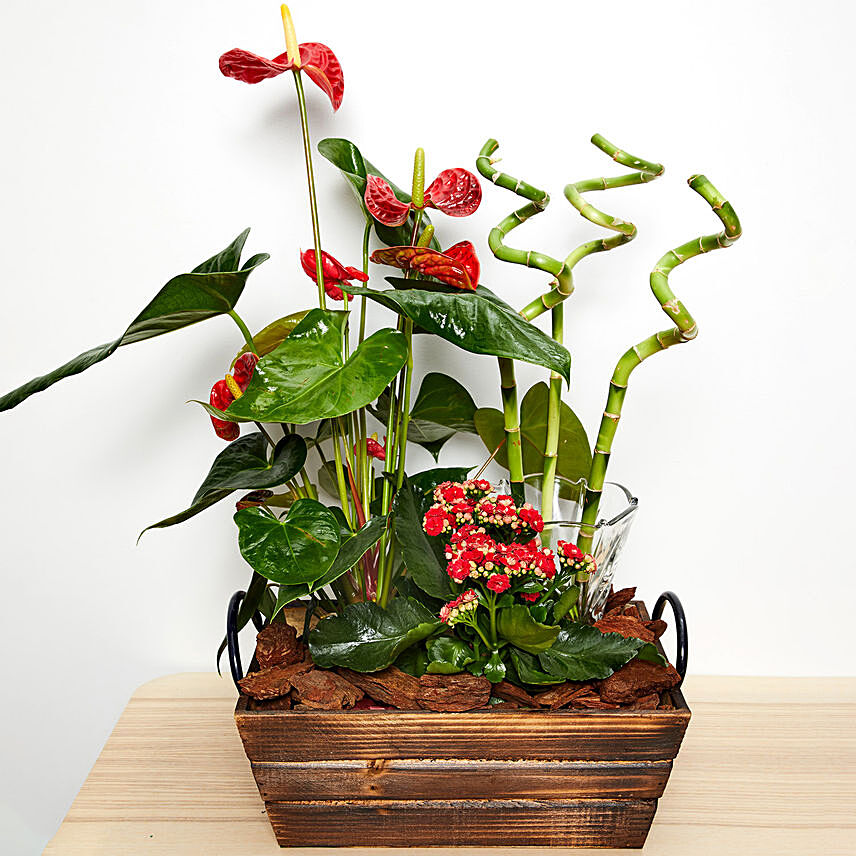 Anthurium & Red Kalanchoe Plant