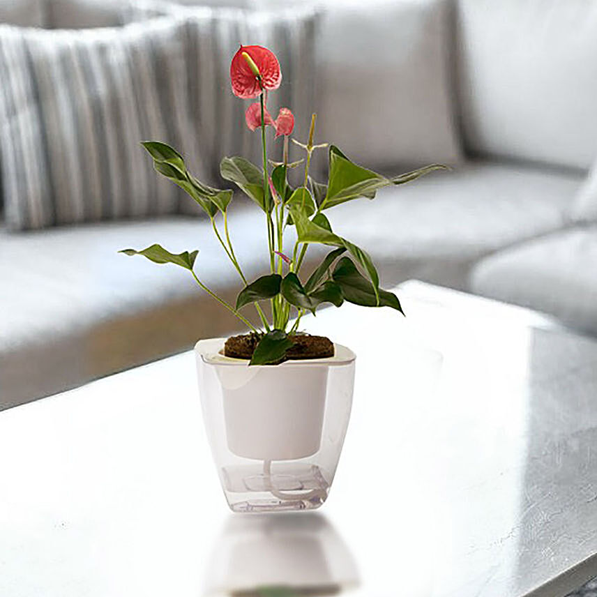 Alluring Red Anthurium Plant