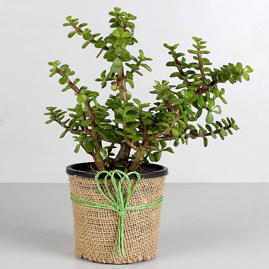 Air Purifying Jade Plant