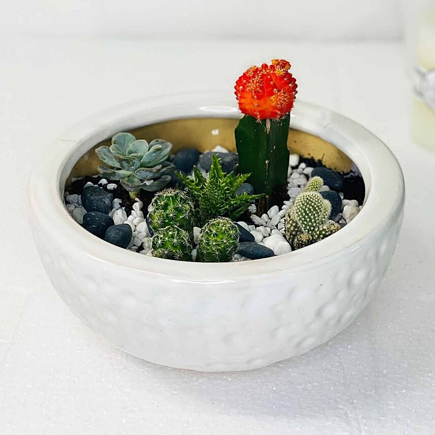 Echeveria & Cactus Plants In Ceramic Bowl