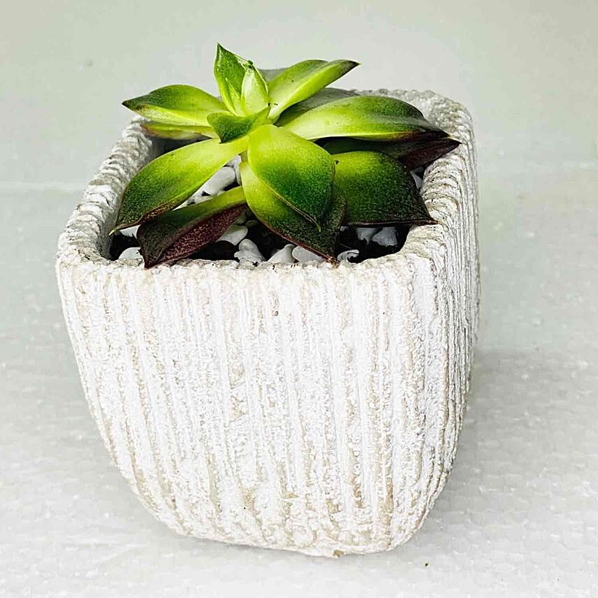 Echeveria Plant In Ceramic Pot