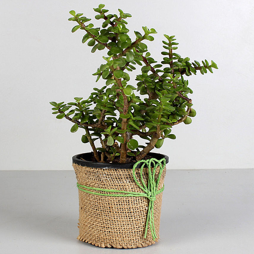 jade plant gift ideas