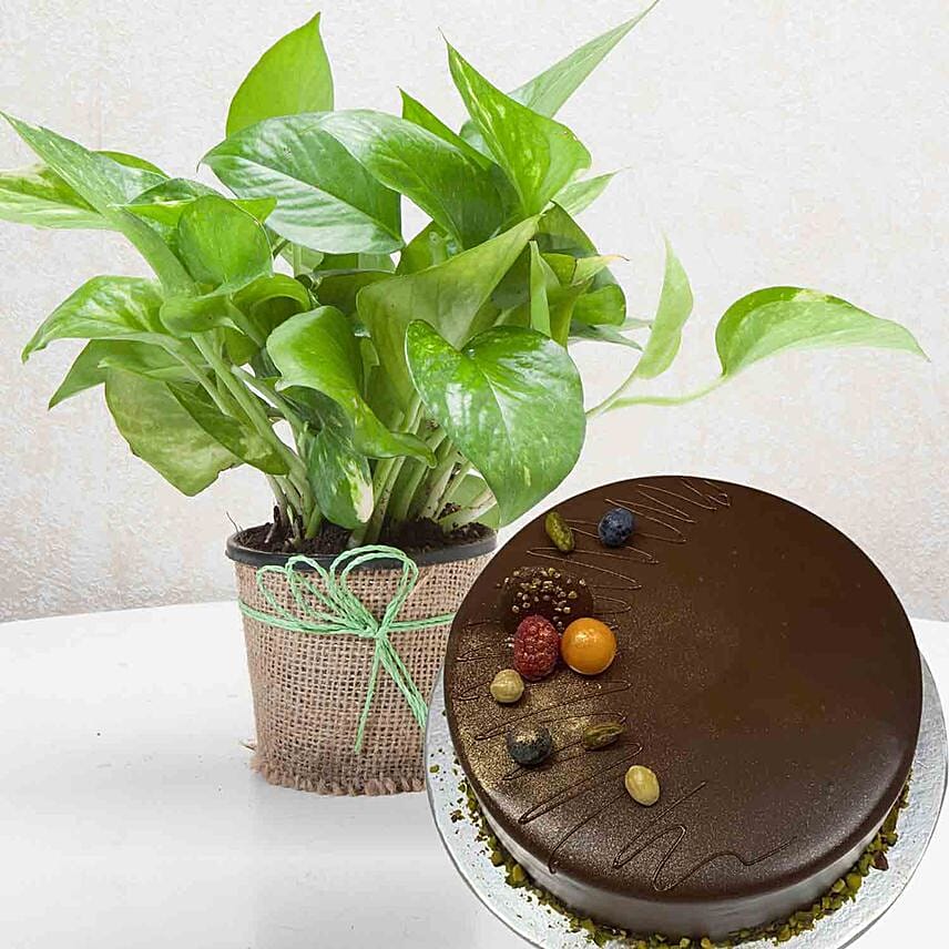 Classic Money Plant With Chocolate Cake