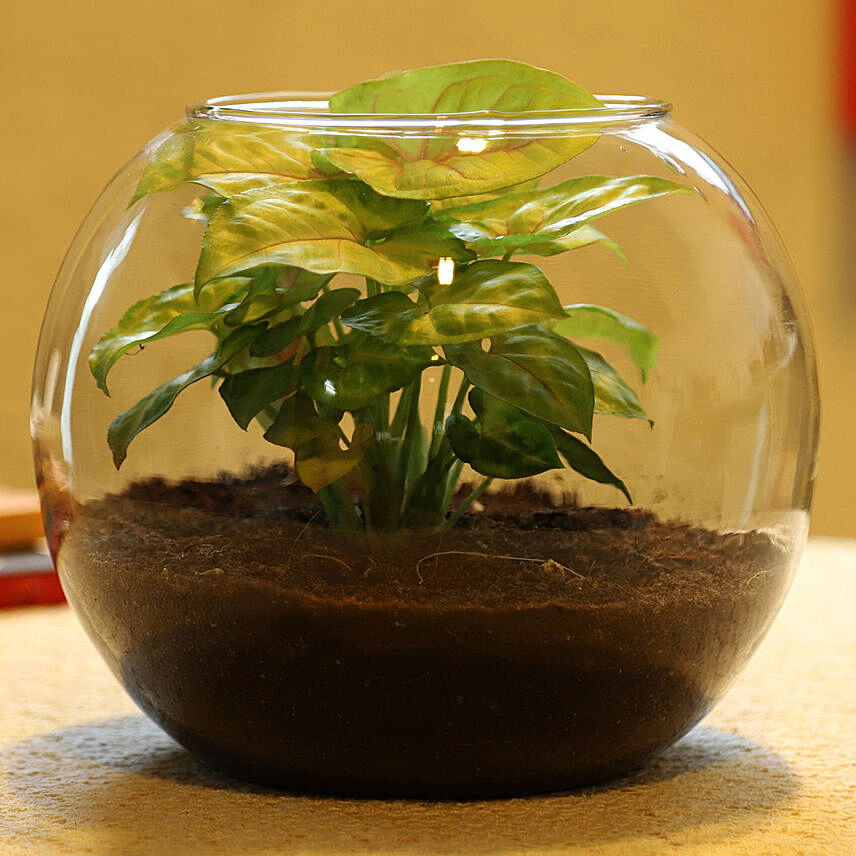 Syngonium Plant in Glass Vase