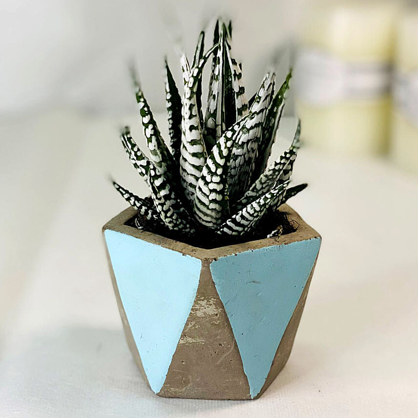 Haworthia Plant With Designer Pot