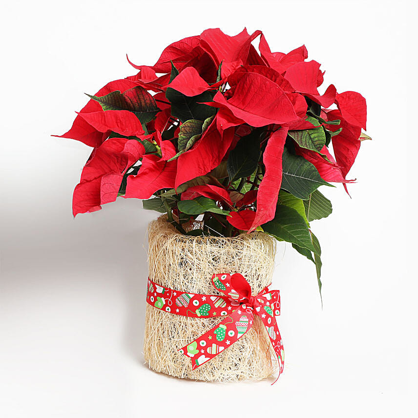 Poinsettia Plant in Natural Jute