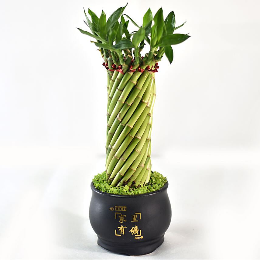 Bamboo Plant In Cute Black Pot