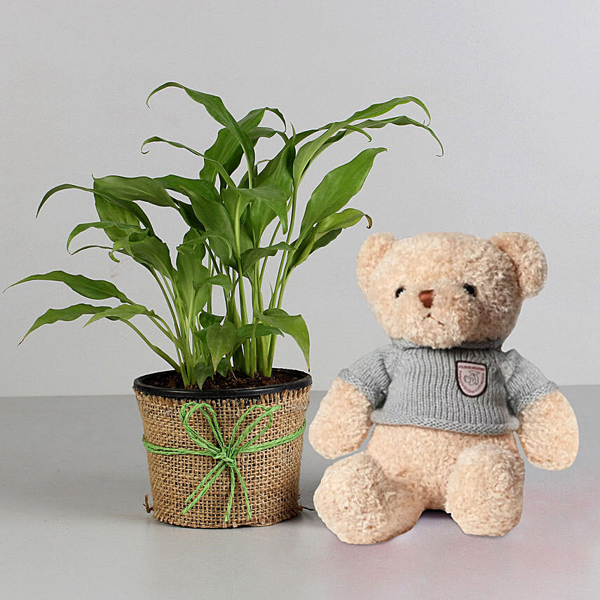 Peace Lily Plant with Hearty Teddy Bear Combo