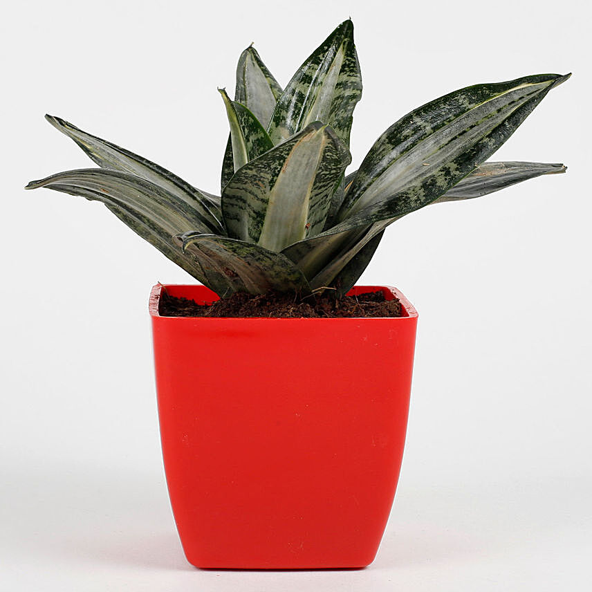 Sansevieria Whitney Plant In Red Imported Plastic Pot