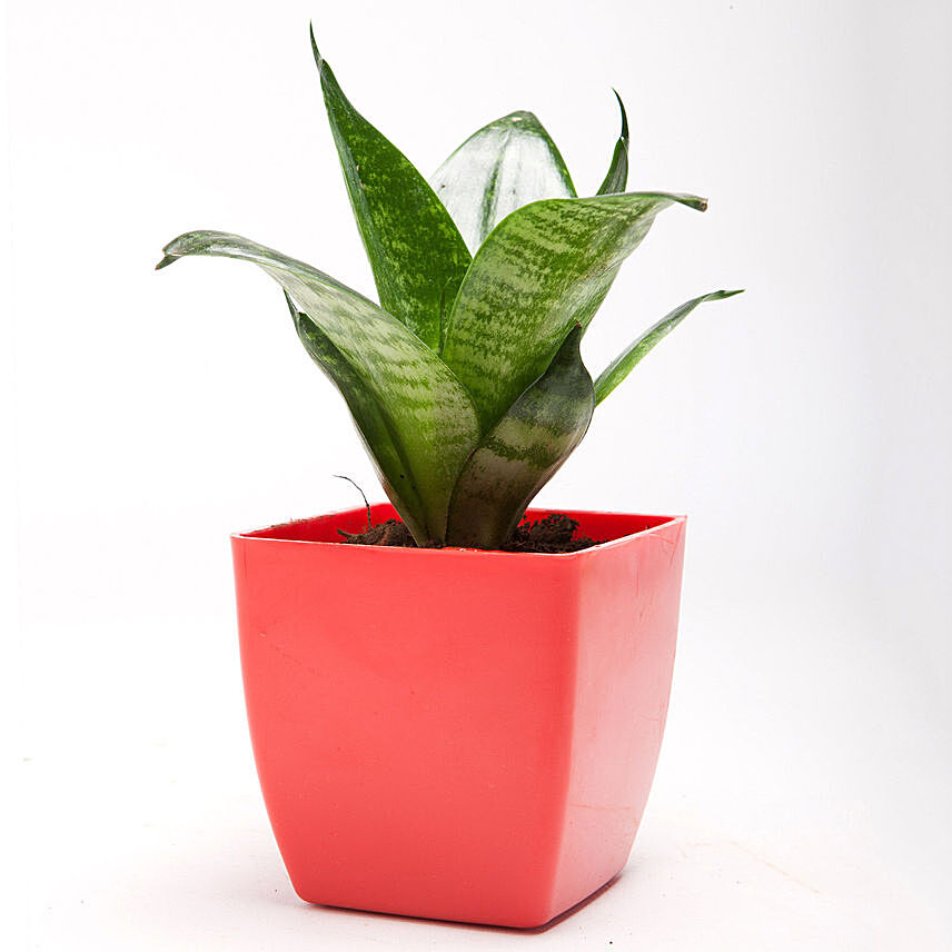 Green Sansevieria Plant In Red Plastic Pot