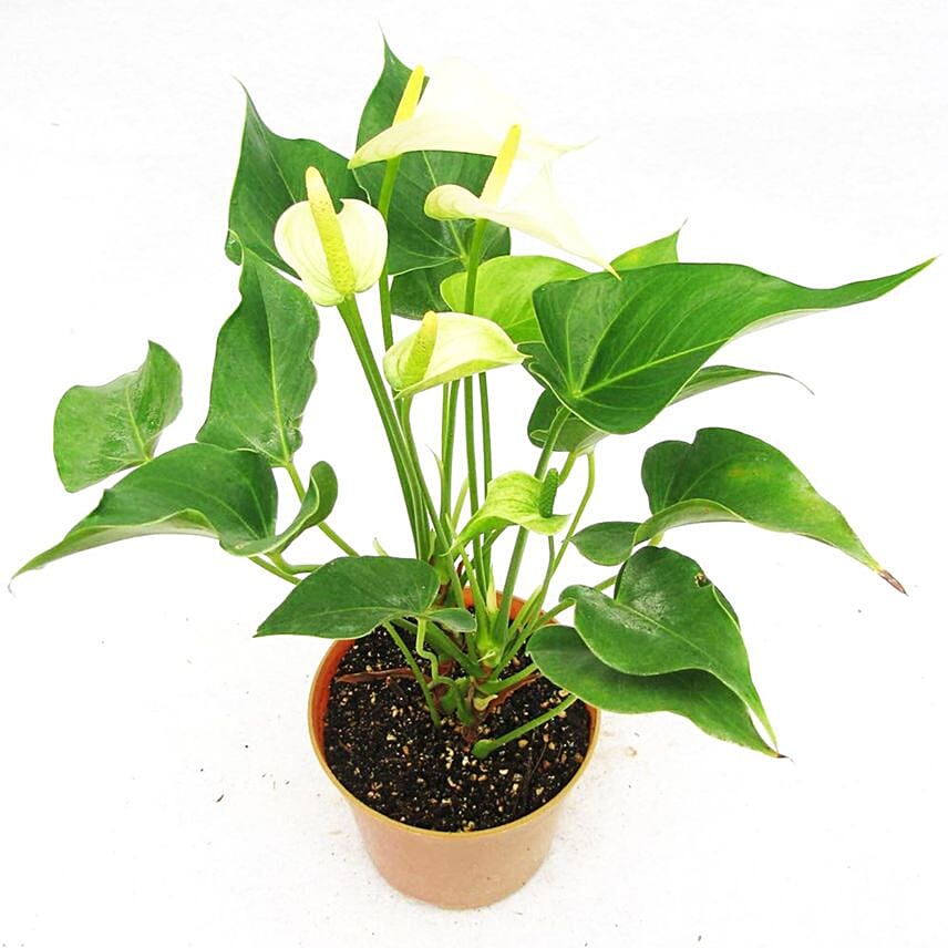 Flowering Anthurium Plant In Red Round Pot