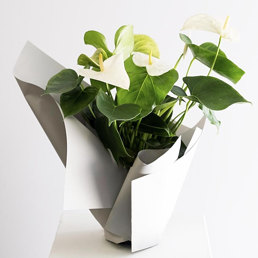 Flowering Anthurium Plant Wrapped In Paper