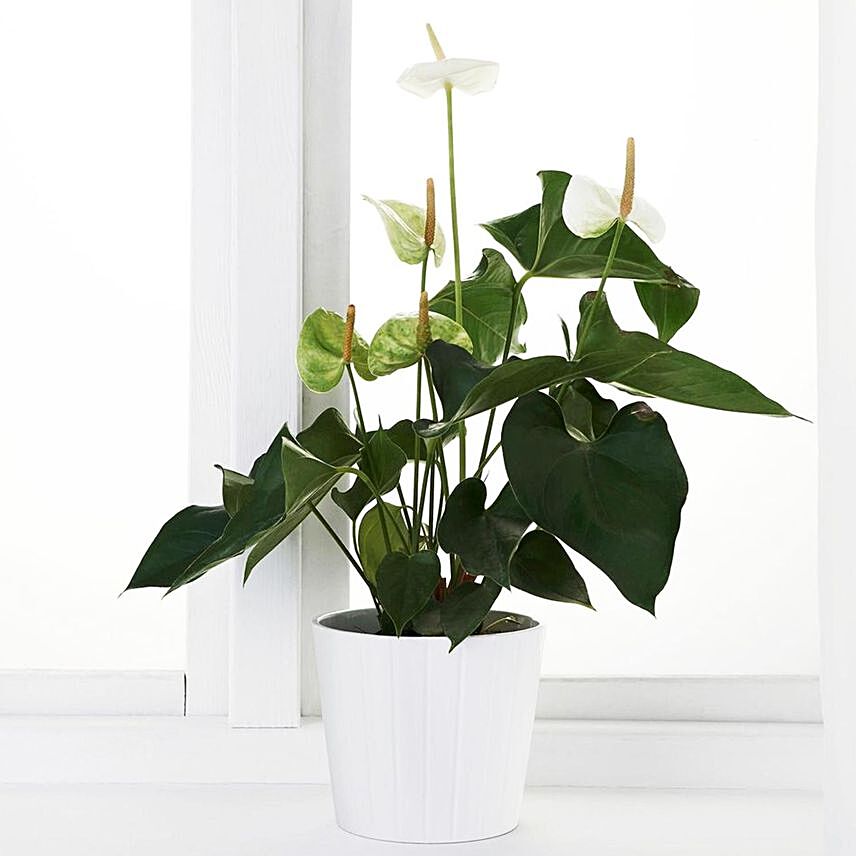 Beautiful Anthurium Plant In White Round Pot