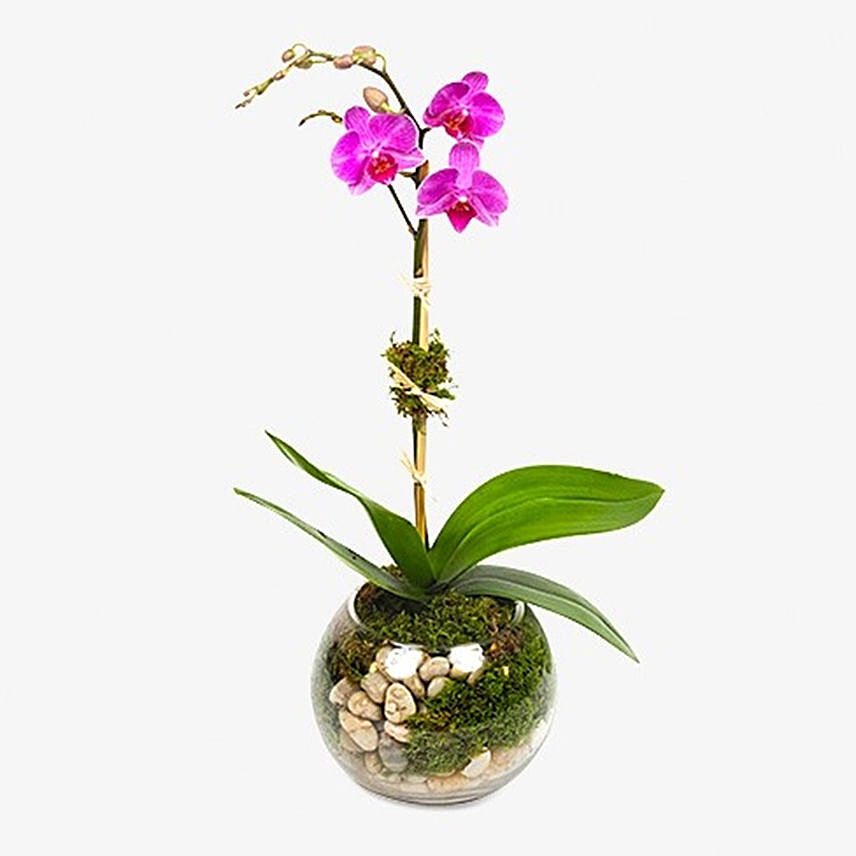 Mini Purple Moth Orchid Plant In Fishbowl Vase