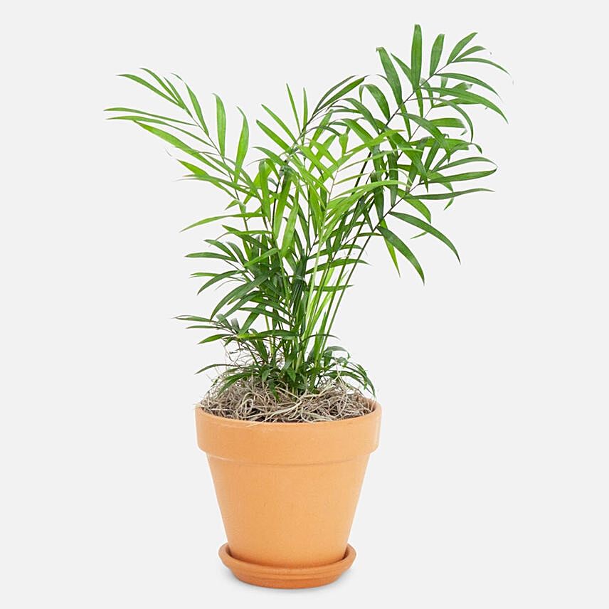 Neanthe Bella Palm Plant In Nursery Pot