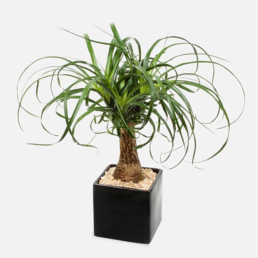 Ponytail Palm Plant In Ceramic Pot