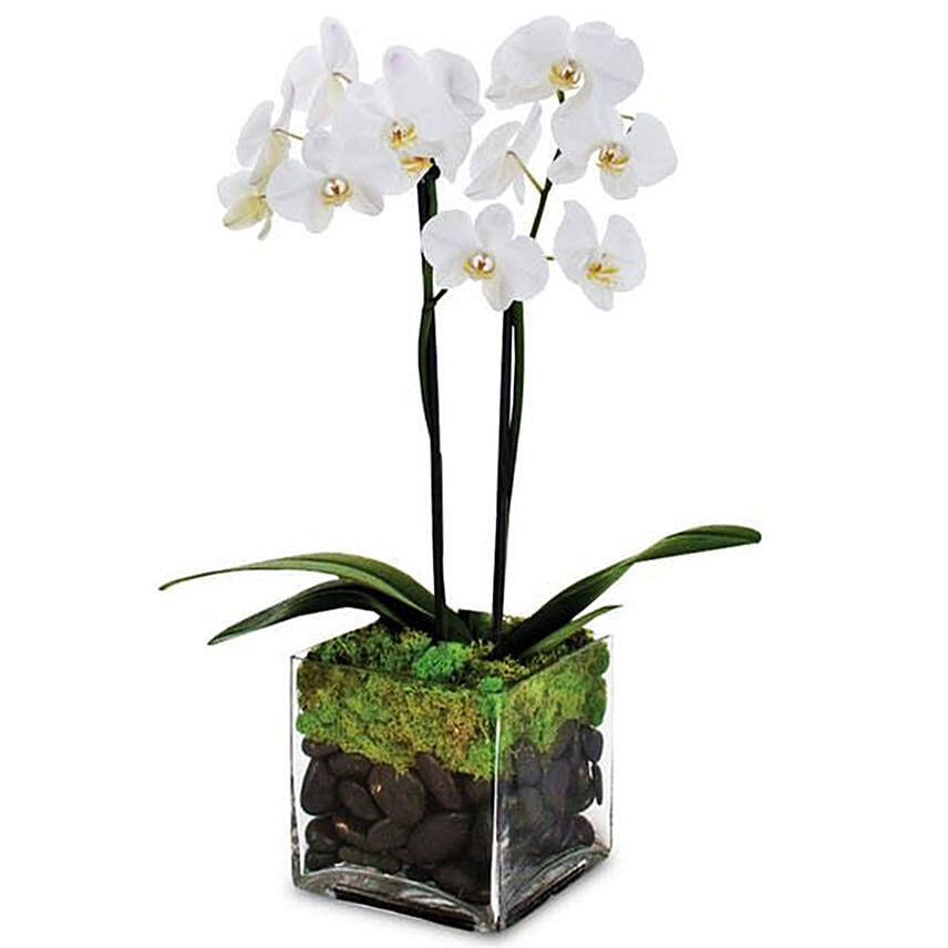 Two Stem Moth Orchid Plant In Glass Vase