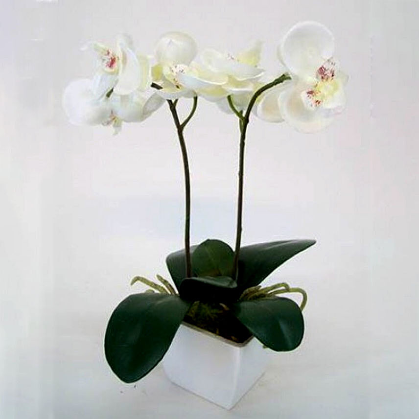 Two Stem Moth Orchid Plant In Ivory White Pot
