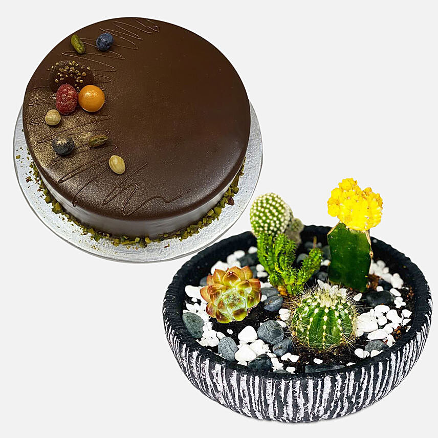 Chocolate Cake With Cactus Echeveria Plant