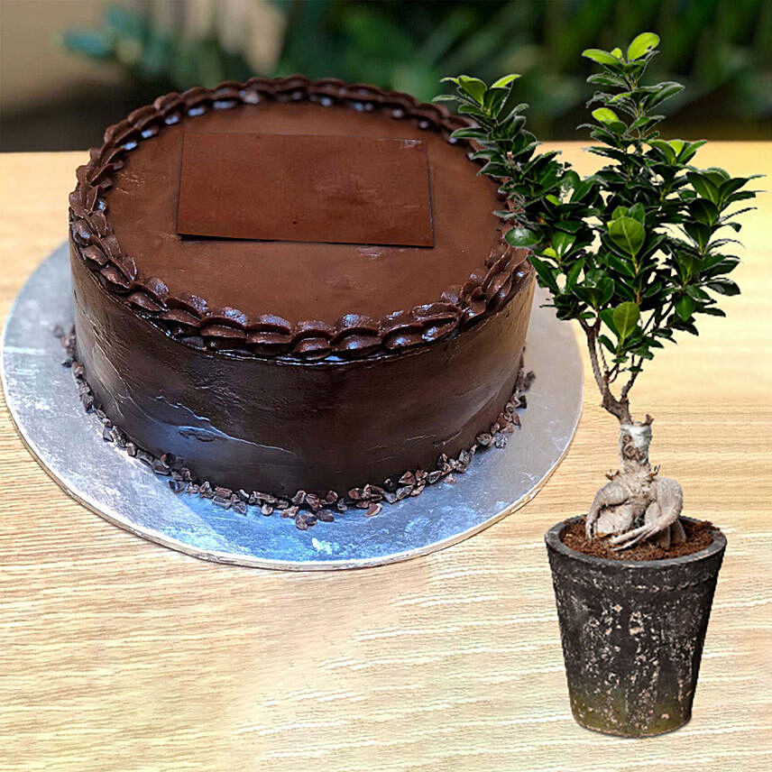 Chocolate Ganache Cake With Ficus Bonsai Plant