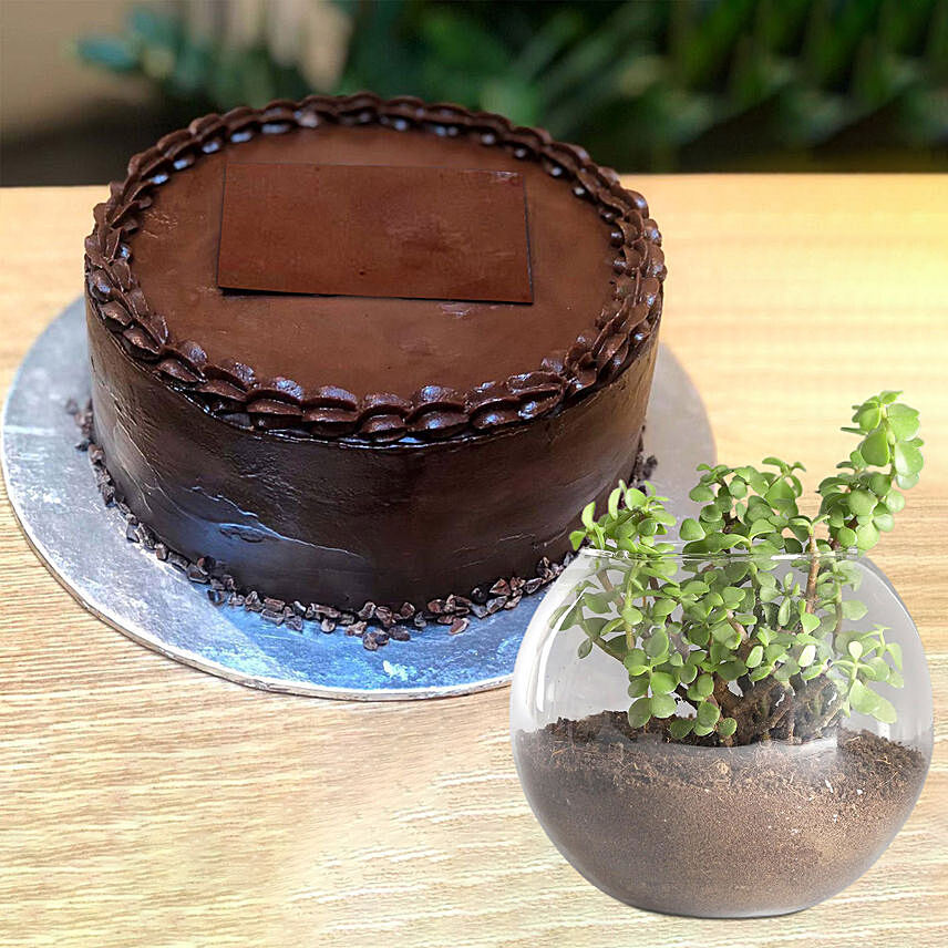 Chocolate Ganache Cake With Jade Plant