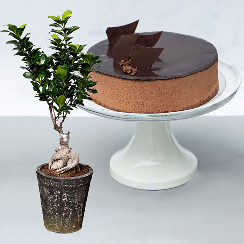 Crunchy Chocolate Cake With Ficus Bonsai Plant