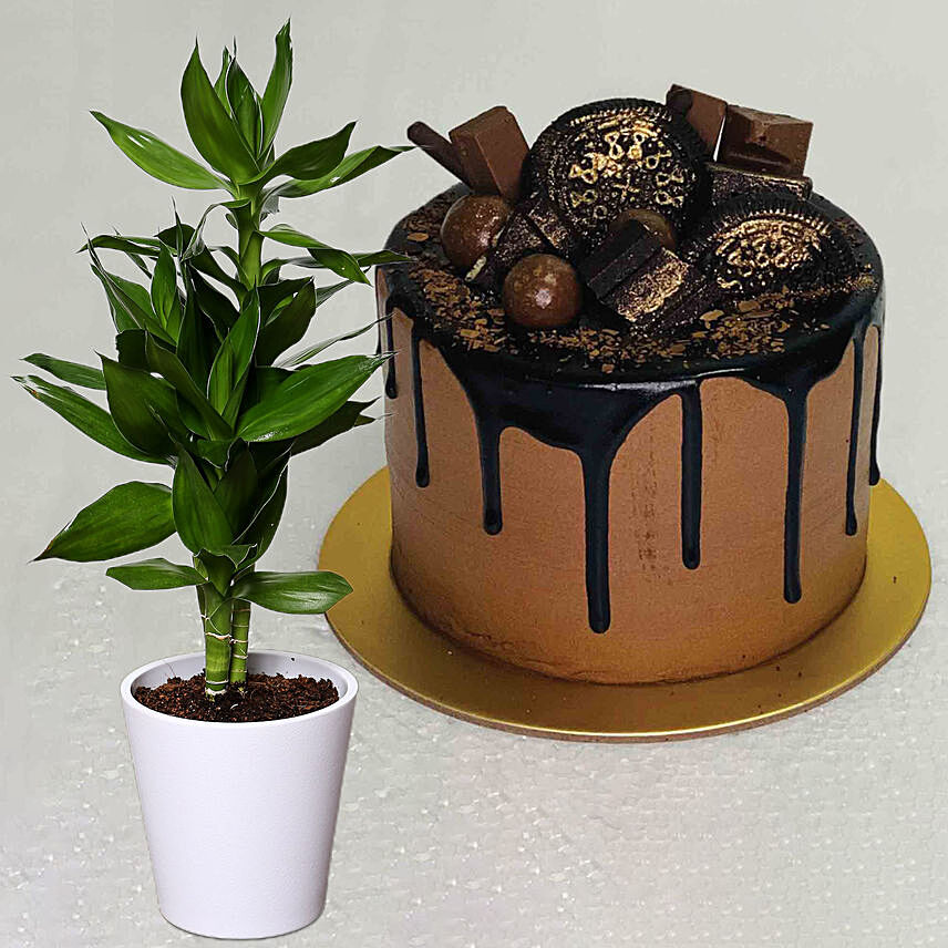 The Top Cake With Dracaena Plant